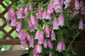 Cherry Bells Plants Campanula Punctata Crocus Bulbs