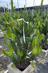 Image result for Euphorbia ingens