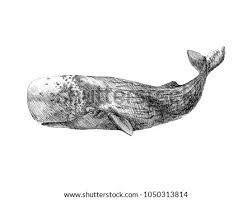 Check spelling or type a new query. Black And White Whale Clipart Clip Art Images Sperm Whale Clipart Stunning Free Transparent Png Clipart Images Free Download