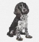 English Springer Rescue America
