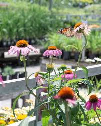 Secrets To A Thriving Butterfly Garden In 2020 Milkweed Plant Butterfly Garden Milkweed