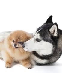 You should expect that a dog could cost you at least £4,600, but depending on which dog you have; Can I Buy A Dog From Your Store