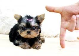 Where can you rescue a yorkie poo puppy? How Much Does A Yorkie And Teacup Yorkie Cost Yorkie Passion