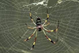 Almoslih Net العنكبوت