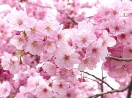 Check spelling or type a new query. Hanakotoba The Secret Meanings Behind 9 Flowers In Japan