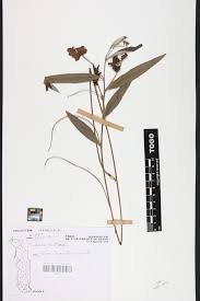 Image result for Eriosema monticola