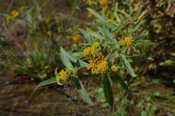 Image result for Flaveria bidentis