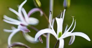 Image result for Asparagaceae