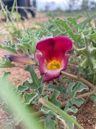 Image result for Harpagophytum procumbens