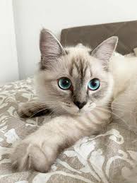 Untitled In 2020 Baby Katzen Niedliche Tierbabys Schonen Katzen