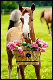 Ein Kleines Geschenk Gibt Es Von Diesem Sussen Fohlen Es Hat Blumen In Einem Stroh Korb Mitgebrac Ausgestopftes Tier Pferde Geburtstag Geburtstagswunsche Pferd