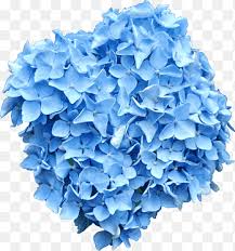 It's because roots absorb higher level of aluminum. French Hydrangea Flower Blue Blue Flower Blue Navy Blue Png Pngegg