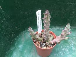 Image result for Xyris parvula