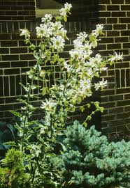 Image result for Diclis tenella