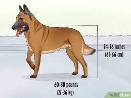 Belgian malinois size and colors. 3 Ways To Identify A Belgian Malinois Wikihow