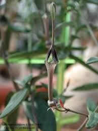Image result for Ceropegia crassifolia