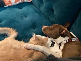 Image result for Amber Sherwood 1972 Satellite