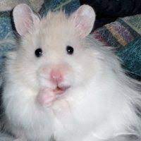 Golden hamster, teddy bear hamster lifespan: All About Syrian Teddy Bear Hamster House Care Toy Feeding Lifespan Baby Hamster Bear Hamster Hamsters As Pets