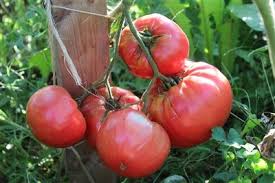 While traveling to different spanish speaking countries i have heard both tomate and jitomate used for the english word tomato. As Wentzell Tomatoes Tomato Heirloom Tomatoes Seeds