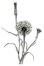 Vintage Botanical Black And White Botanical Prints Salsify Botanical Illustration Black And White Botanical Illustration Vintage Flower Tattoo