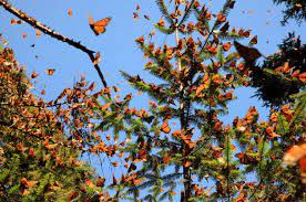 Pin En Monarchs In The Wild