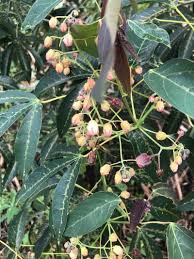 Image result for Manihot esculenta