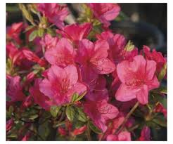 Der server hat die verbindung automatisch beendet. Japanische Azalee Rhododendron Obtusum Little Red 20 30cm Co 3 L Ab 7 99 Preisvergleich Bei Idealo De