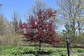 We did not find results for: Royal Raindrops Flowering Crabapple Malus Royal Raindrops In Wilmette Chicago Evanston Glenview Skokie Winnetka Illinois Il At Chalet Nursery
