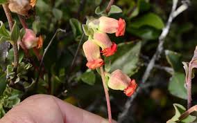 Image result for Hermannia micropetala