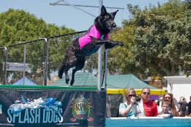 This trade show pet expo is on 02 jun 2019 at singapore expo in singapore. America S Family Pet Expo Returns