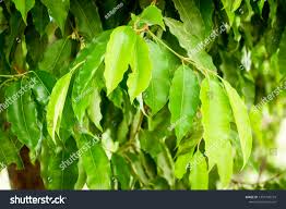 Image result for Mimusops elengi