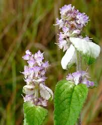 Image result for Schoenoplectus muriculatus