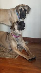 Meet the Mastiff, a breed described...