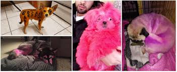 All of your friends (and celebrities on instagram) who have been dyeing their hair pink while social distancing and staying safely at home are definitely onto something: Searching For Dog Gates Found Dog Hair Dye Trashy