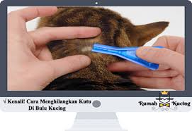 Kutu kucing juga bisa bersarang di rambut manusia dan menimbulkan gatal yang tak tertahankan. Kenali Cara Menghilangkan Kutu Di Bulu Kucing