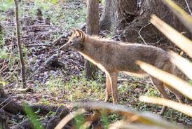 We did not find results for: Black Bear Wilderness Area Trail Hiking Trail Heathrow Florida