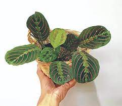 Check spelling or type a new query. 5 Plants To Bring You Good Luck In 2021 Inquirer Lifestyle