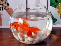 Clear Dome Glass Bowl For Home And