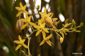 Image result for Ansellia africana