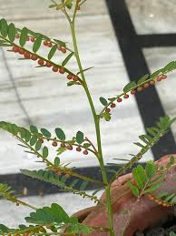 Image result for Phyllanthus fraternus