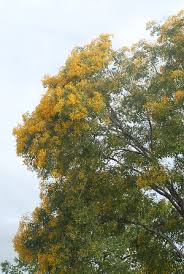 Image result for Pterocarpus lucens