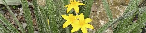 Image result for Hypoxis