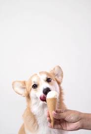 Phone Wallpaper Cute Dog In 2020 Cute Dog Wallpaper Corgi Wallpaper Dog Wallpaper