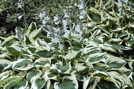 Check spelling or type a new query. Shop Patriot Hosta For Sale Buy Hosta Plants Perfect Plants