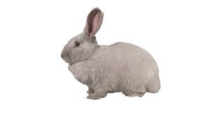 Not over 5.5 pounds junior bucks weight: Beveren Rabbit Rabbitpedia Com