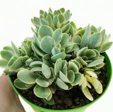 Image result for Crassula granvikii