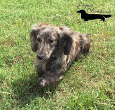 Black And Cream Dapple Dachshund Cream Brindle Elegant Dachshunds Brindle Dachshund Dapple Dachshund Puppy Weiner Dog