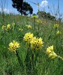 Image result for Orthochilus