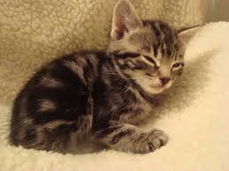 Our main adoption center l ocated at 260 broadway huntington station, ny 11746 is the magical place most of our rescued shelter cats call home while they await their forever homes! Tabby Kitten Cats For Adoption In Carlow Town Carlow From Xnovax