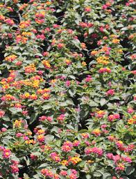 Grow lantana flowers in pots or landscape beds. Try Dwarf Lantana For A Summer And Fall Blooming Perennial Gardening In The Panhandle
